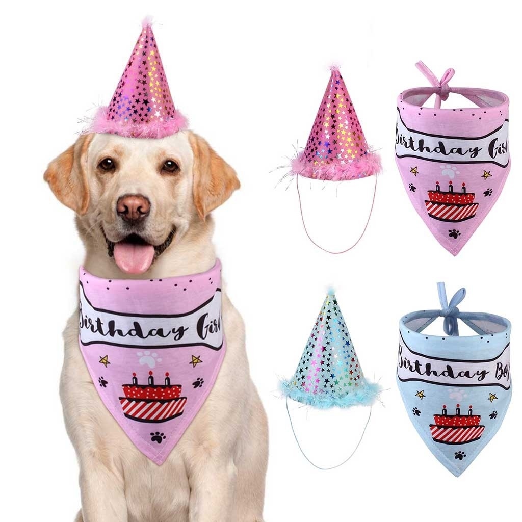 dog birthday hat