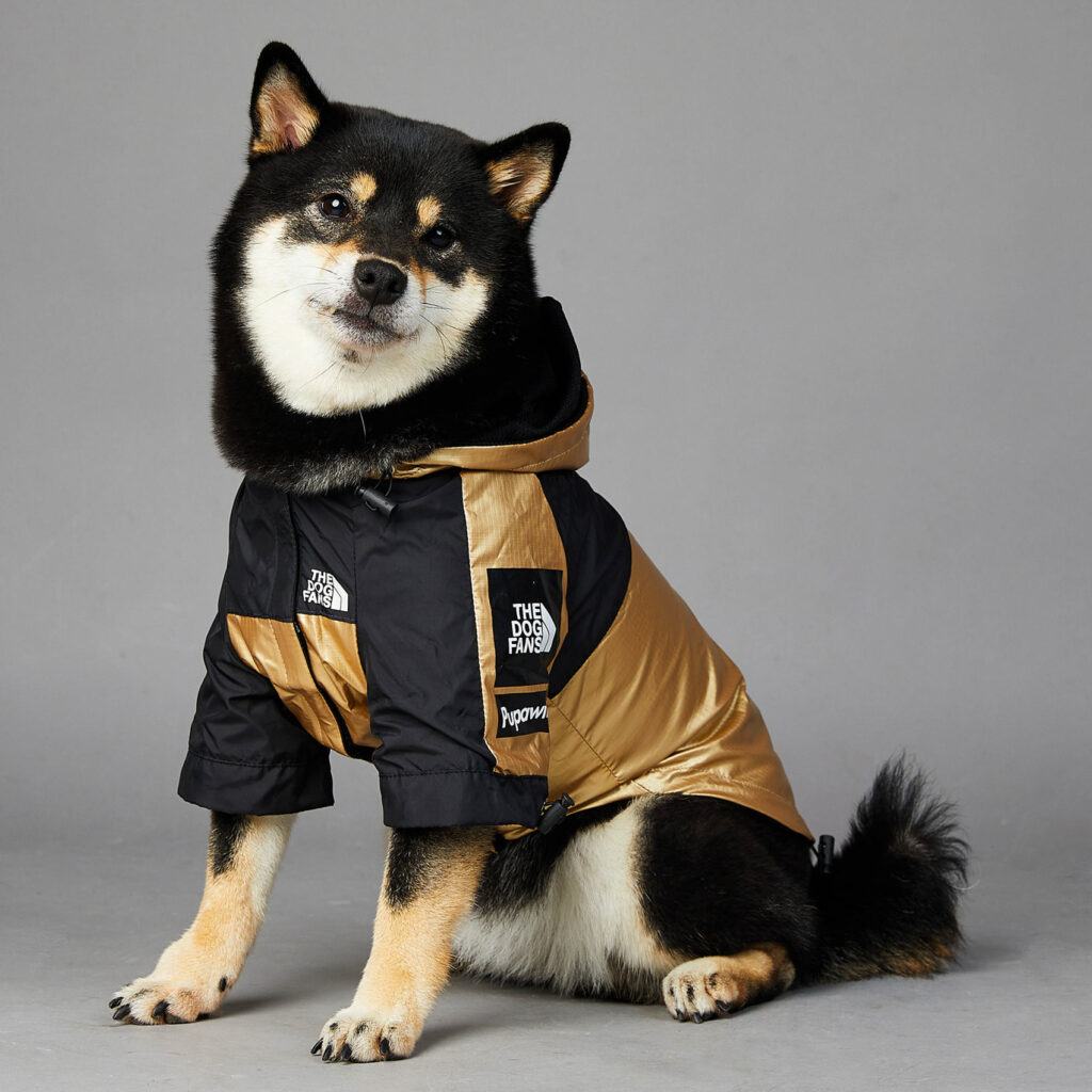 dog raincoat