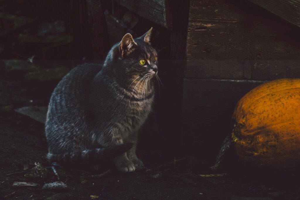 halloween cat