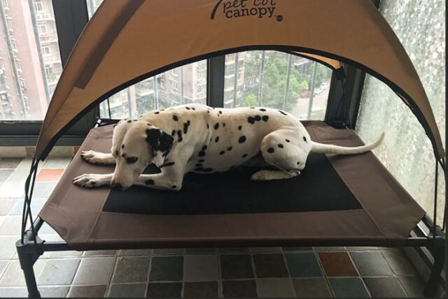 tent for a dog