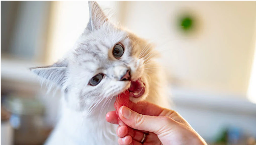 Is beef jerky safe for cats?