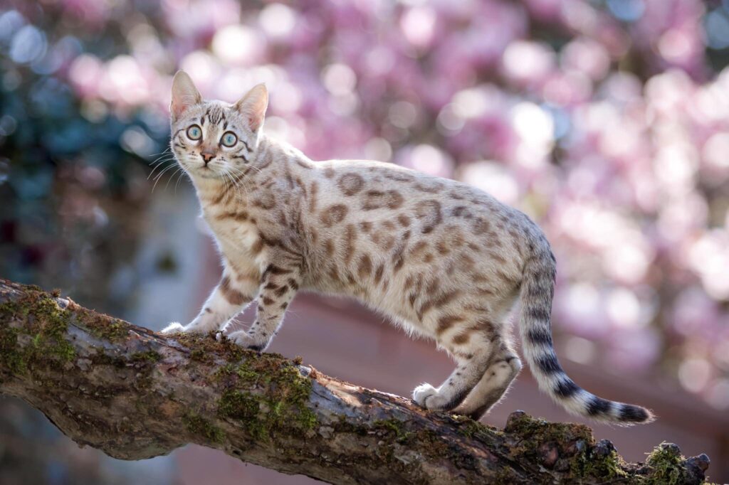 snow bengal cat